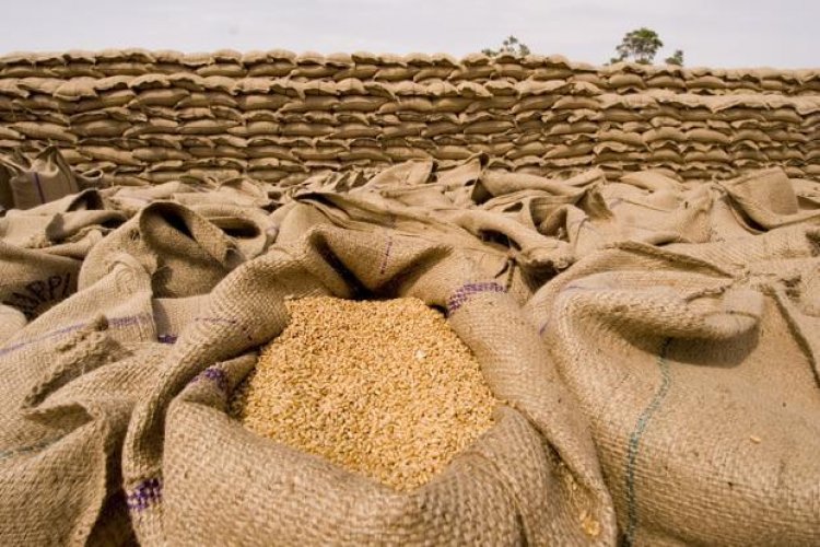 Egypt says government purchases exempted from India’s wheat exports ban