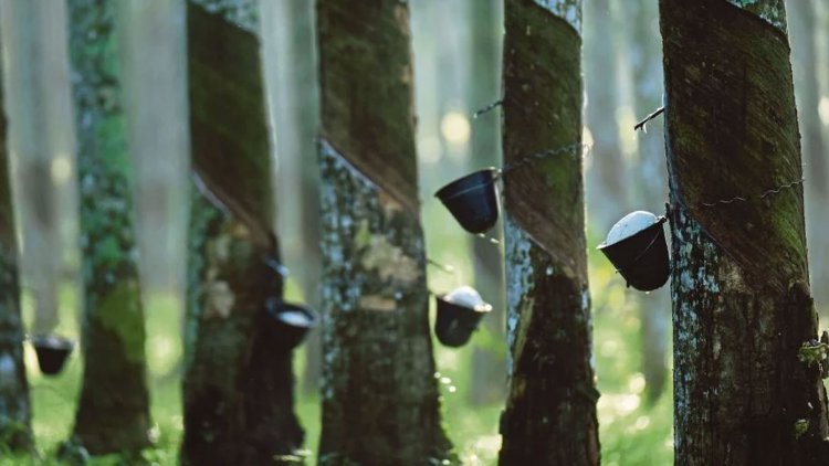 Rubber prices have fallen to two-year lows due to low demand and large supply